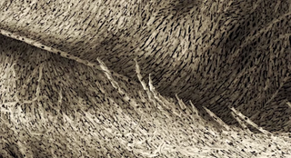 Illustration for article titled This feather is actually made up of thousands of naked human bodies